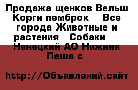 Продажа щенков Вельш Корги пемброк  - Все города Животные и растения » Собаки   . Ненецкий АО,Нижняя Пеша с.